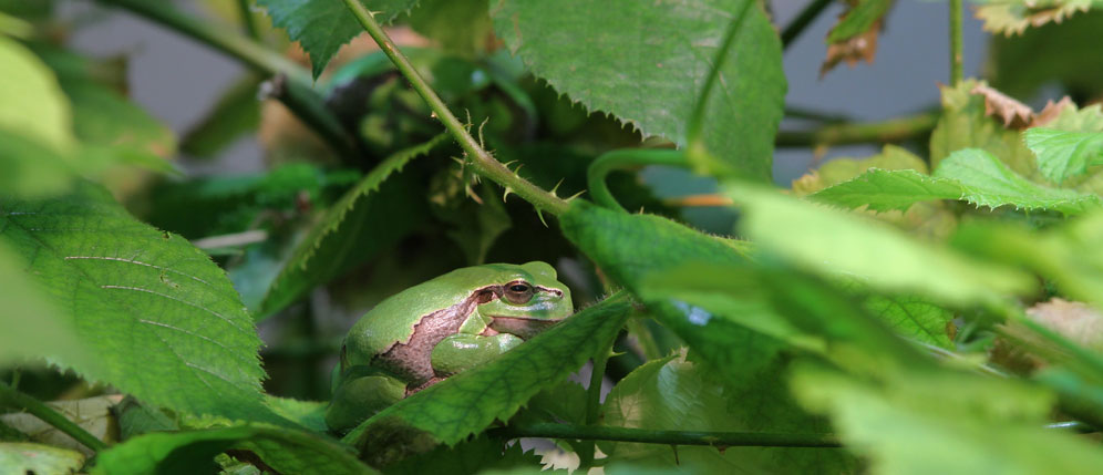 naturschutz-ifuplan-frosch